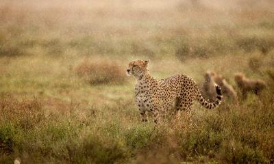“草原大喵”的完美速度 | 清晨雨中的猎豹，恩杜图平原，恩戈罗恩戈罗保护区，坦桑尼亚 (© Paul Souders/Getty Images)