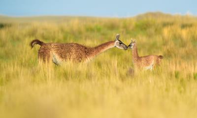 放牧和饲养 | 潘帕省草原上的雌性原驼和它新出生的宝宝，阿根廷 (© Gabriel Rojo/Minden Pictures)