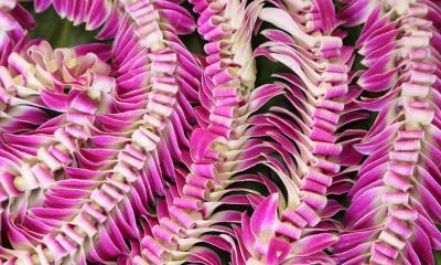 夏威夷的花环节 | 夏威夷花环 (© Jotika Pun/Shutterstock)