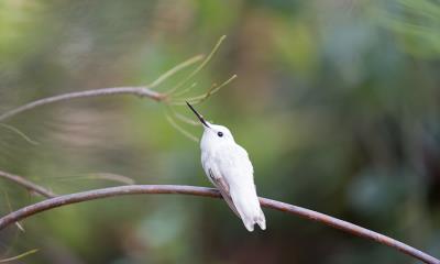 观鸟的时间到了！ | 澳大利亚花园里的白种安氏蜂鸟，加州大学圣克鲁兹分校植物园，加利福尼亚州，美国 (© yhelfman/Getty Images)