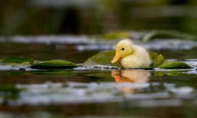 水影里的小黄鸭 | 一只小鸭子在水草地上游泳，萨福克郡，英国 (© Nick Hurst/Getty Images)