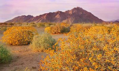 最热的地方也有凉爽之处 | 春天盛开的沙漠毒菊，索诺拉沙漠，亚利桑那州 (© Charles Harker/Getty Images)