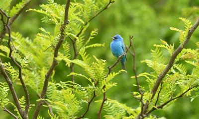 小蓝鸟一路顺风 | 树枝上栖息的靛蓝彩鹀，德克萨斯州 (© Jeff R Clow/Getty Images)